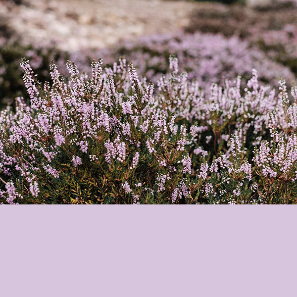 Highland heather original lilac twine - The Paperdashery